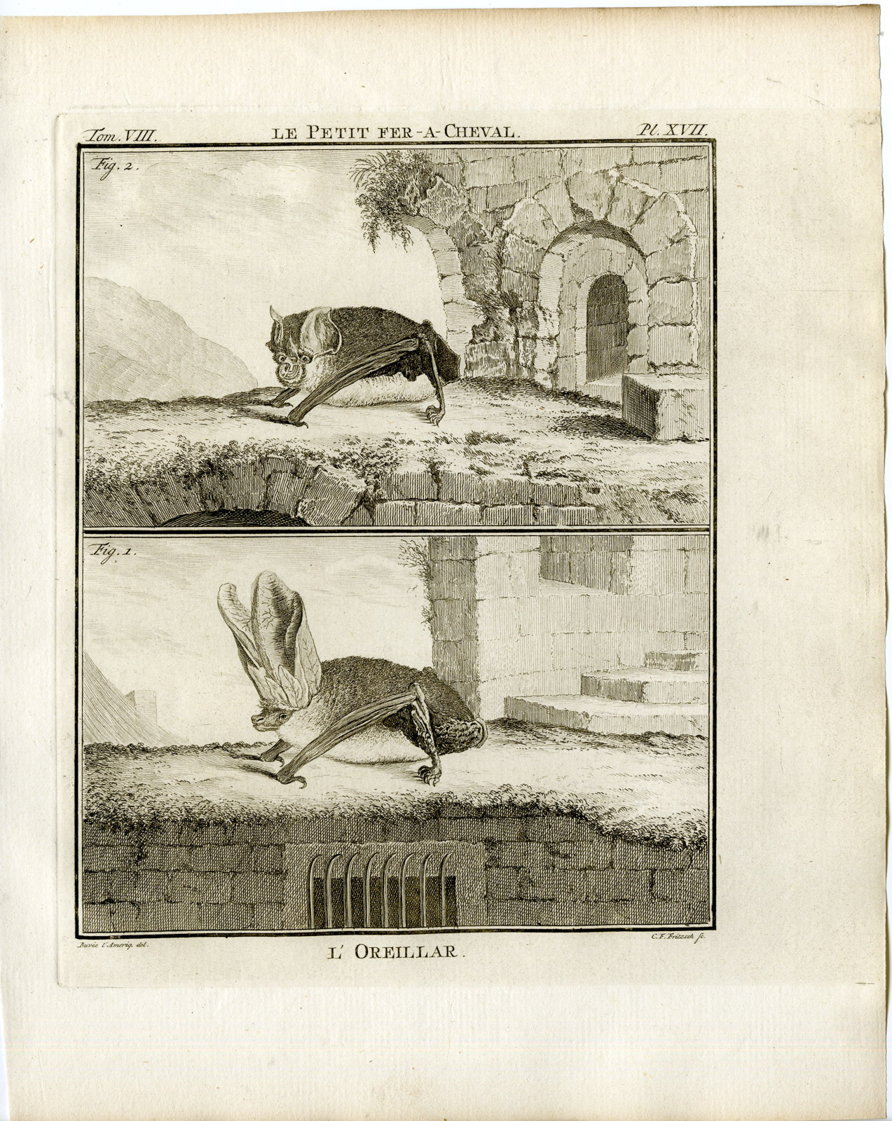 , Antique Print-LESSER HORSESHOE BAT-LONG EARED-PL.17-Fritsch-Buffon-1776, Pictura Antique Prints