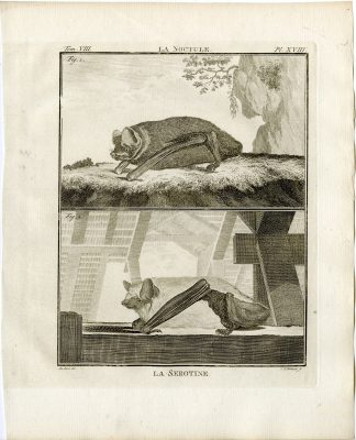 Antique Print-COMMON NOCTULE-SEROTINE BAT-PL.18-Fritsch-Buffon-1776
