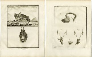 4 Antique Prints-GREATER HORSESHOE BAT-ANATOMY-PL.20-23-Fritsch-Buffon-1776