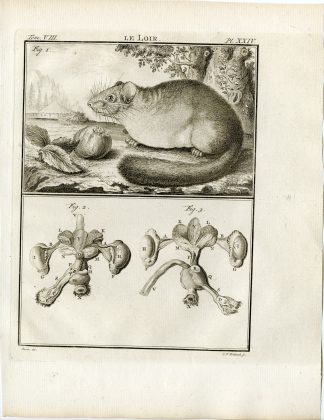 Antique Print-DORMOUSE-LOIR-ANATOMY-PL.24-Fritsch-Buffon-1776