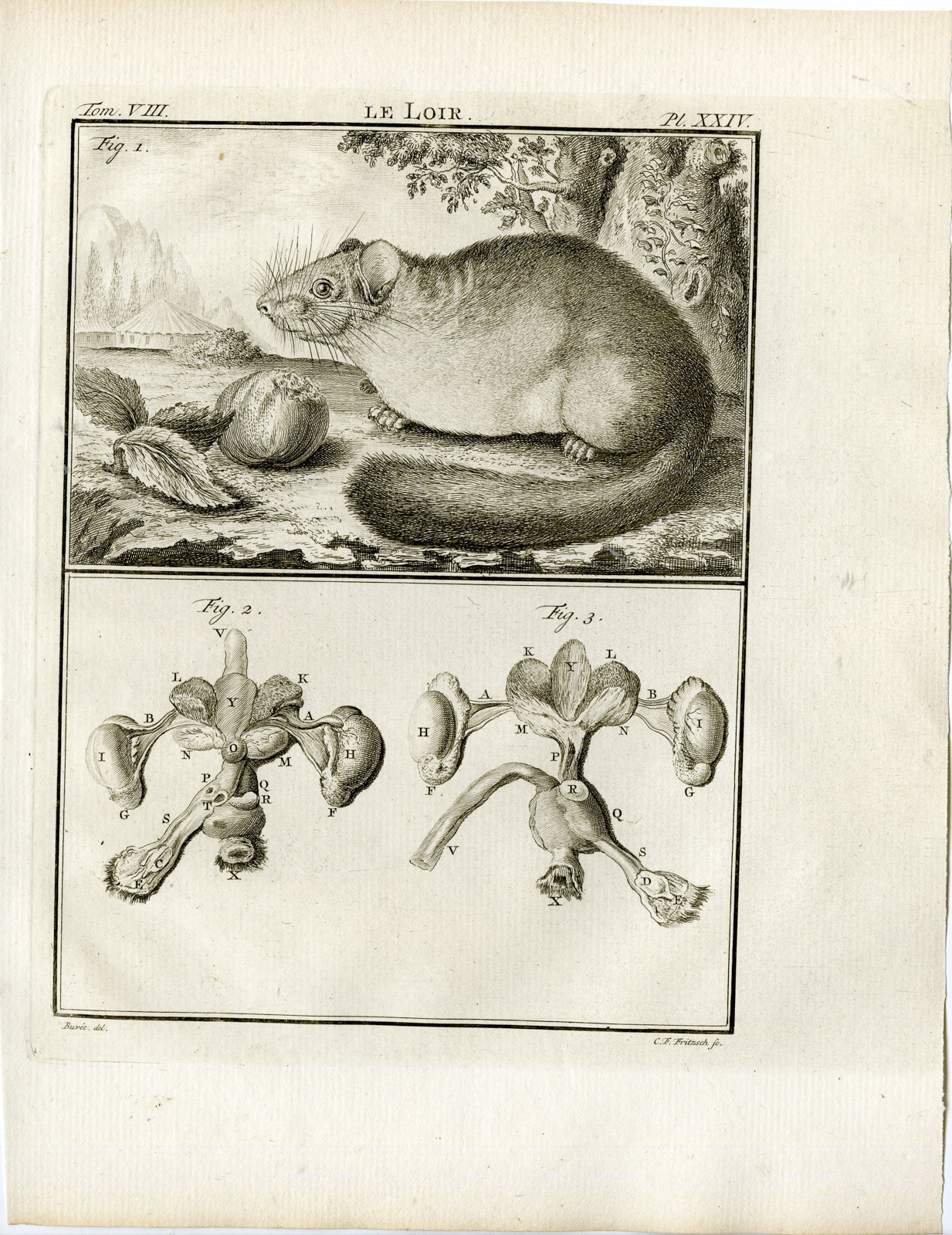 , Antique Print-DORMOUSE-LOIR-ANATOMY-PL.24-Fritsch-Buffon-1776, Pictura Antique Prints