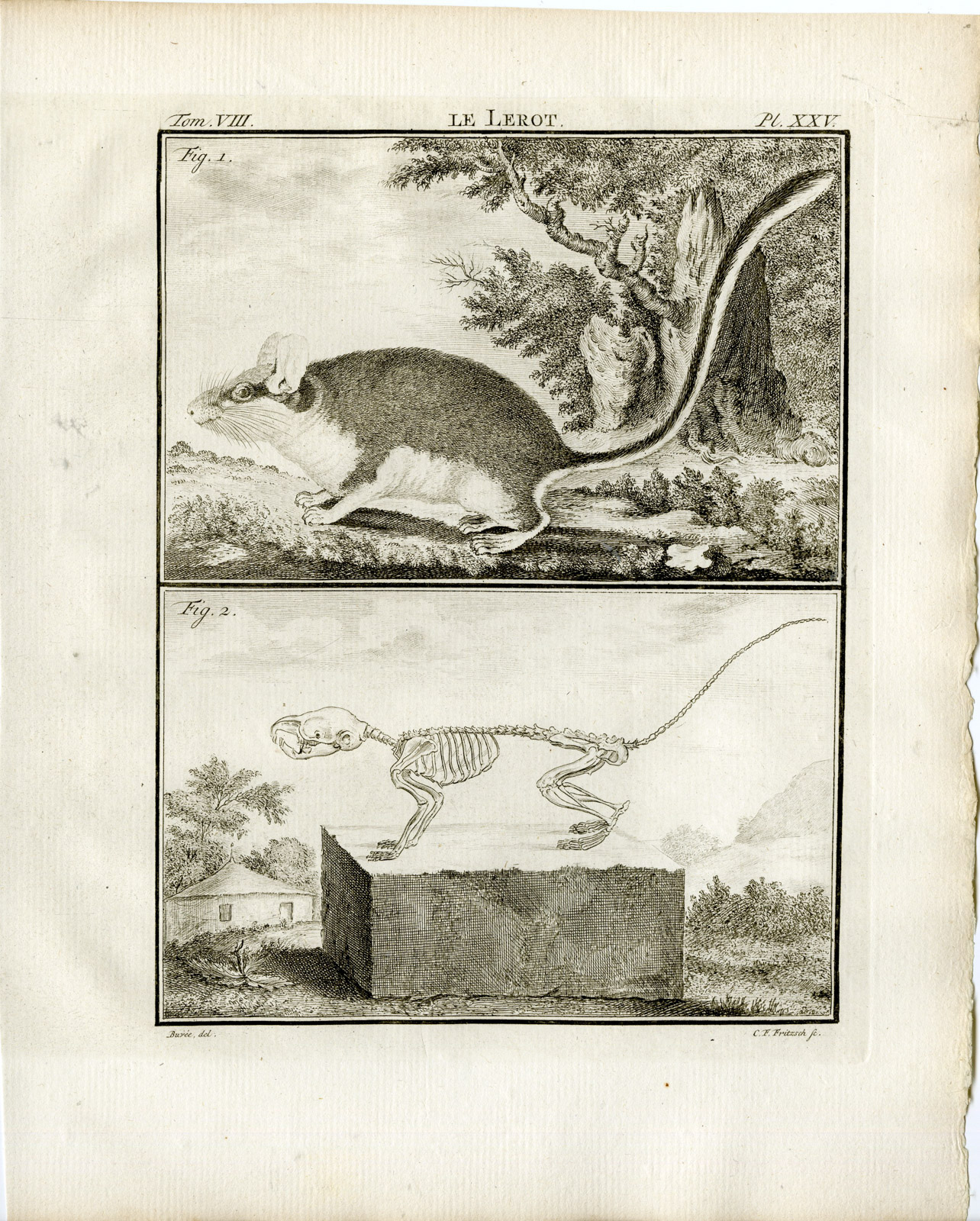 , Antique Print-GARDEN DORMOUSE-LEROT-SKELETON-PL.25-Fritsch-Buffon-1776, Pictura Antique Prints