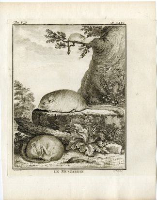 Antique Print-HAZEL DORMOUSE-MUSCARDINUS AVELLANARIUS-PL.26-Fritsch-Buffon-1776