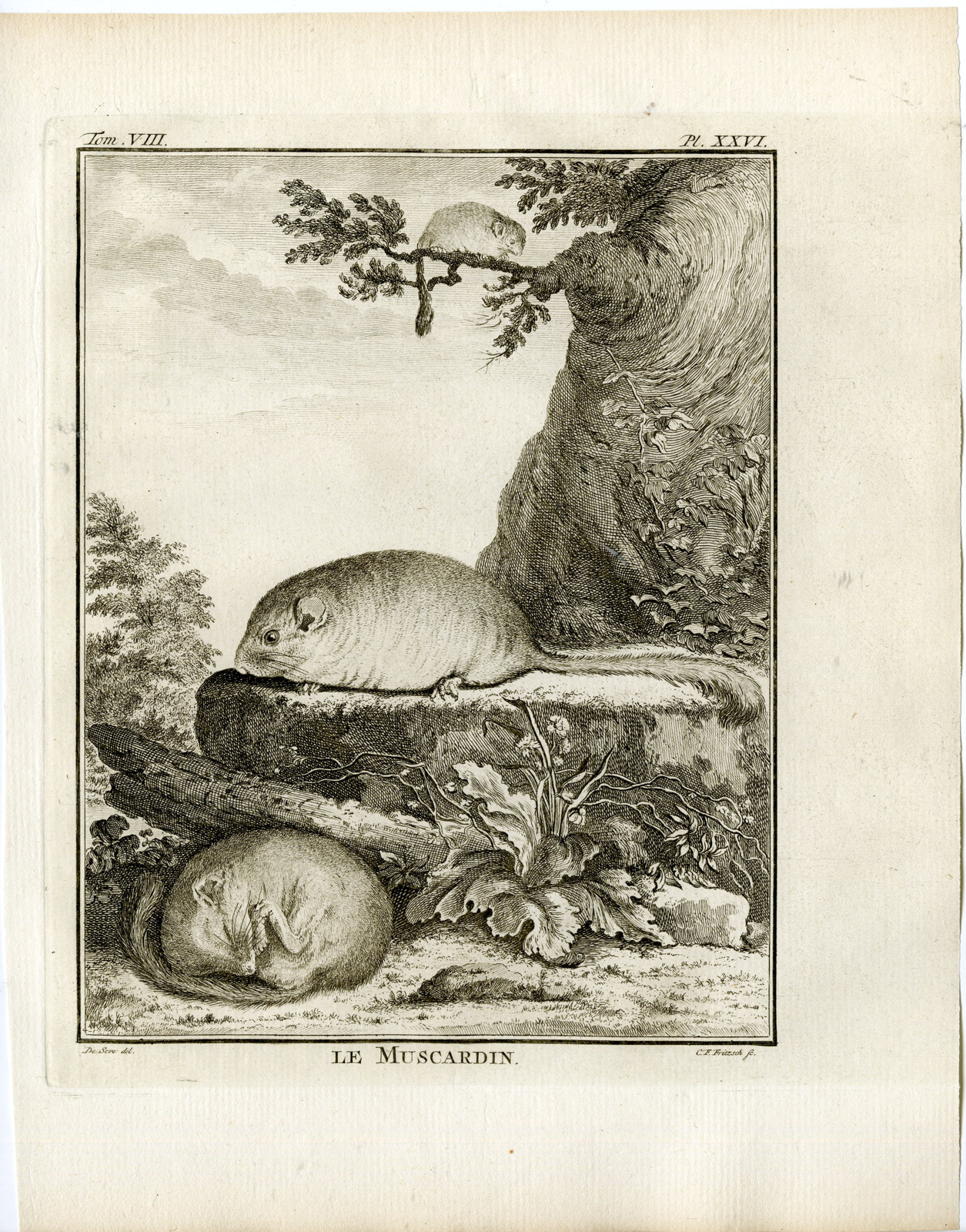 , Antique Print-HAZEL DORMOUSE-MUSCARDINUS AVELLANARIUS-PL.26-Fritsch-Buffon-1776, Pictura Antique Prints