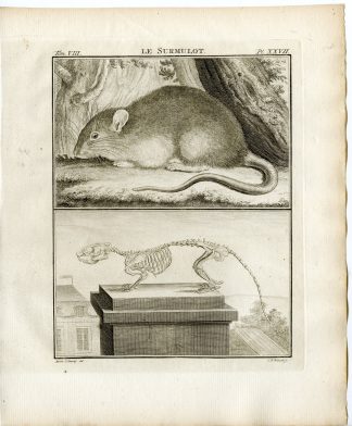 Antique Print-BROWN RAT-RATTUS NORVEGICUS-SKELETON-PL.27-Fritsch-Buffon-1776