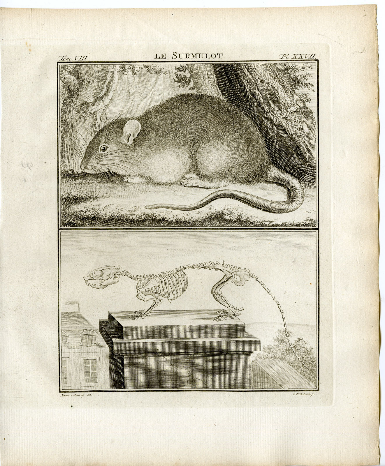 , Antique Print-BROWN RAT-RATTUS NORVEGICUS-SKELETON-PL.27-Fritsch-Buffon-1776, Pictura Antique Prints
