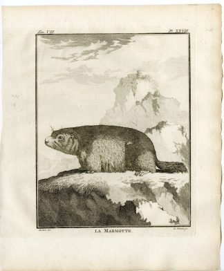 3 Antique Prints-MARMOT-ANATOMY-SKELETON-PL.28-30-Fritsch-Vinkeles-Buffon-1776