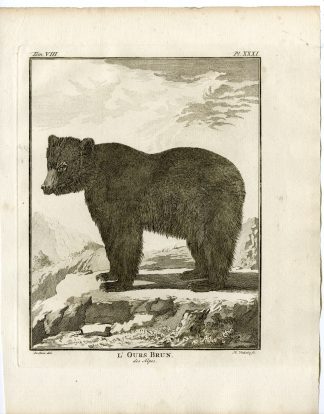 Antique Print-EURASIAN BROWN BEAR-URSUS ARCTOS-PL.31-Vinkeles-Buffon-1776