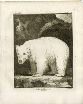 4 Antique Prints-POLAR BEAR-URSUS MARITIMUS-ANATOMY-PL.32-35-Fritsch-Buffon-1776