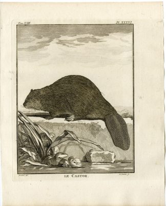 7 Antique Prints-BEAVER-CASTOR-SKELETON-PL.36-42-Fritsch-Vinkeles-Buffon-1776