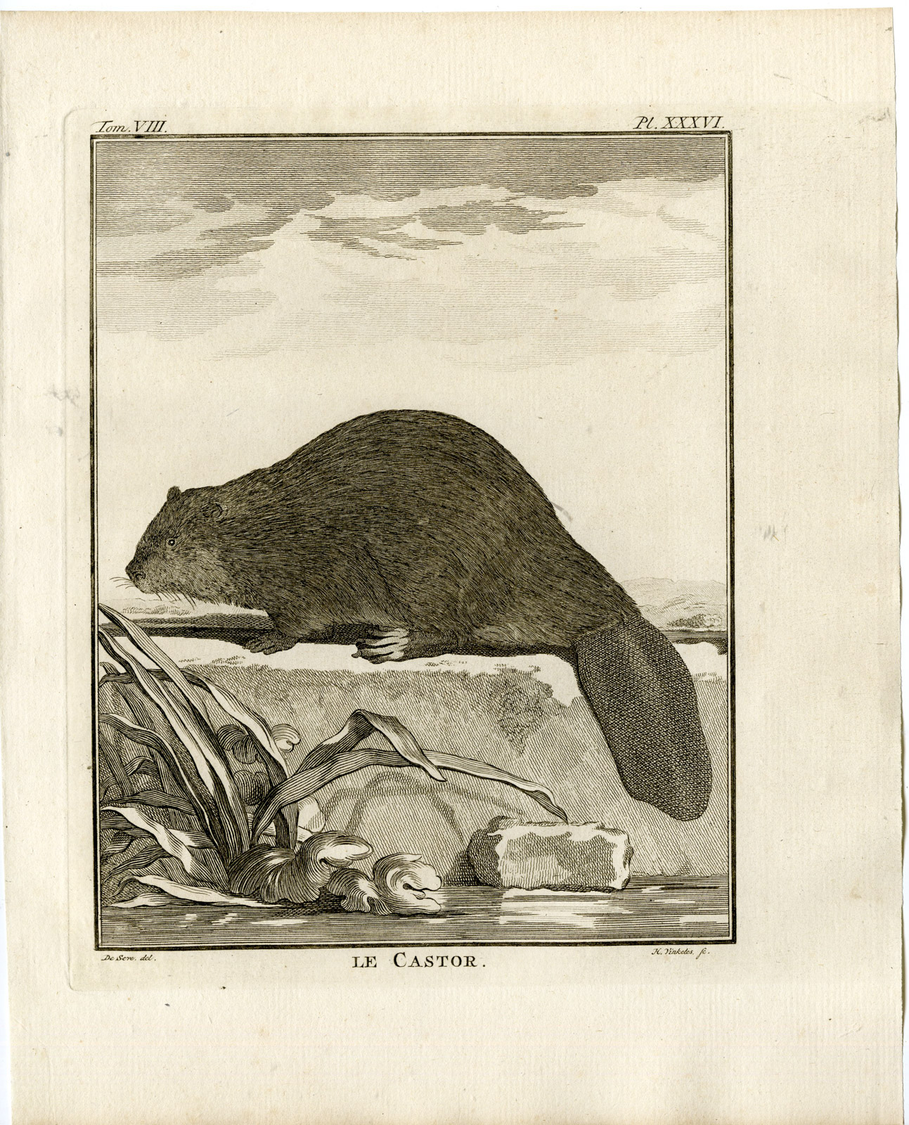 , 7 Antique Prints-BEAVER-CASTOR-SKELETON-PL.36-42-Fritsch-Vinkeles-Buffon-1776, Pictura Antique Prints