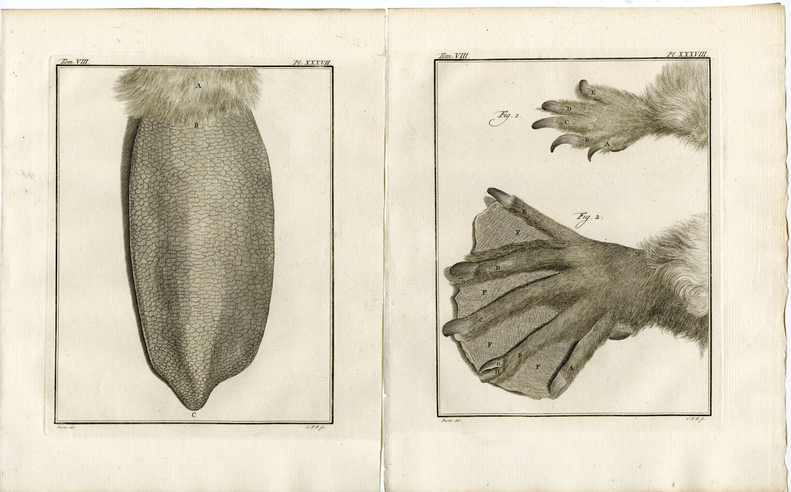 , 7 Antique Prints-BEAVER-CASTOR-SKELETON-PL.36-42-Fritsch-Vinkeles-Buffon-1776, Pictura Antique Prints