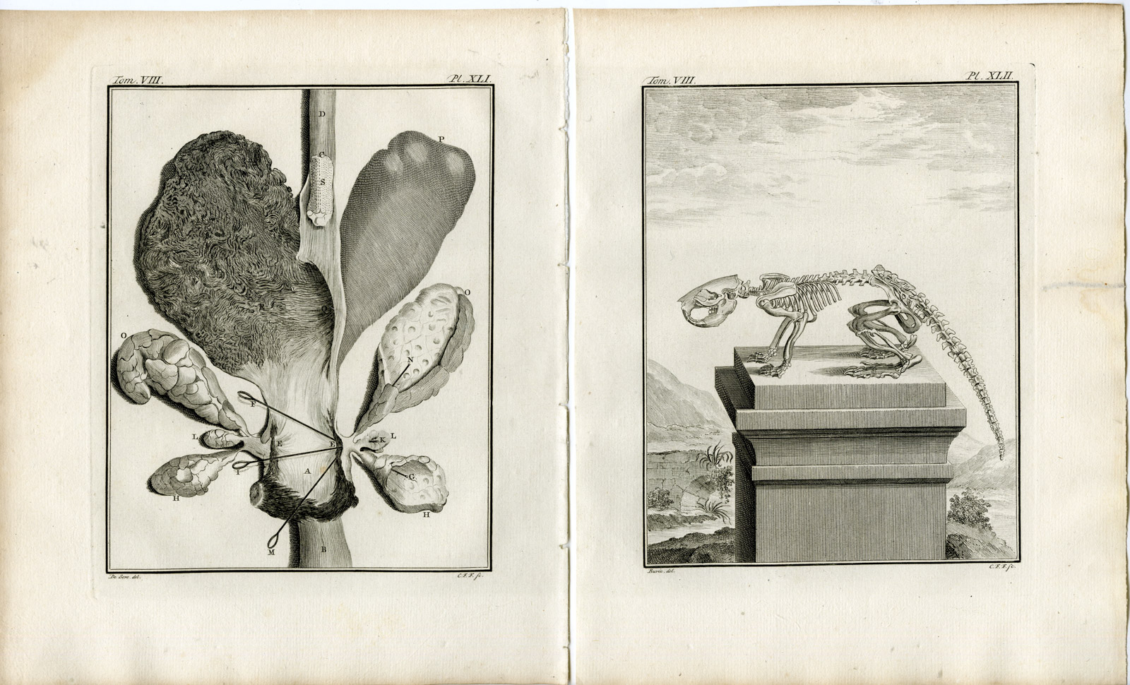 , 7 Antique Prints-BEAVER-CASTOR-SKELETON-PL.36-42-Fritsch-Vinkeles-Buffon-1776, Pictura Antique Prints