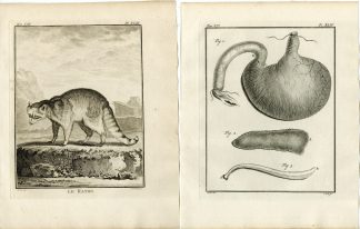 4 Antique Prints-RACCOON-RATON-SKELETON-ANATOMY-PL.43-46-Fritsch-Buffon-1776