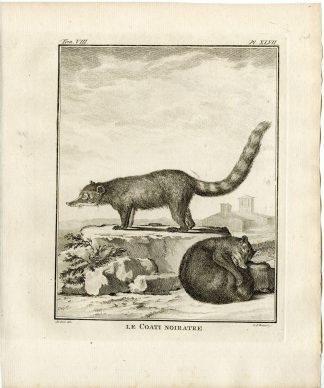Antique Print-COATI NOIRATRE-PL.47-Fritsch-Buffon-1776
