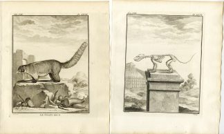 2 Antique Prints-WHITE NOSED COATI-NASUA NARICA-SKELETON-P.48-Fritsch-Buffon-1776