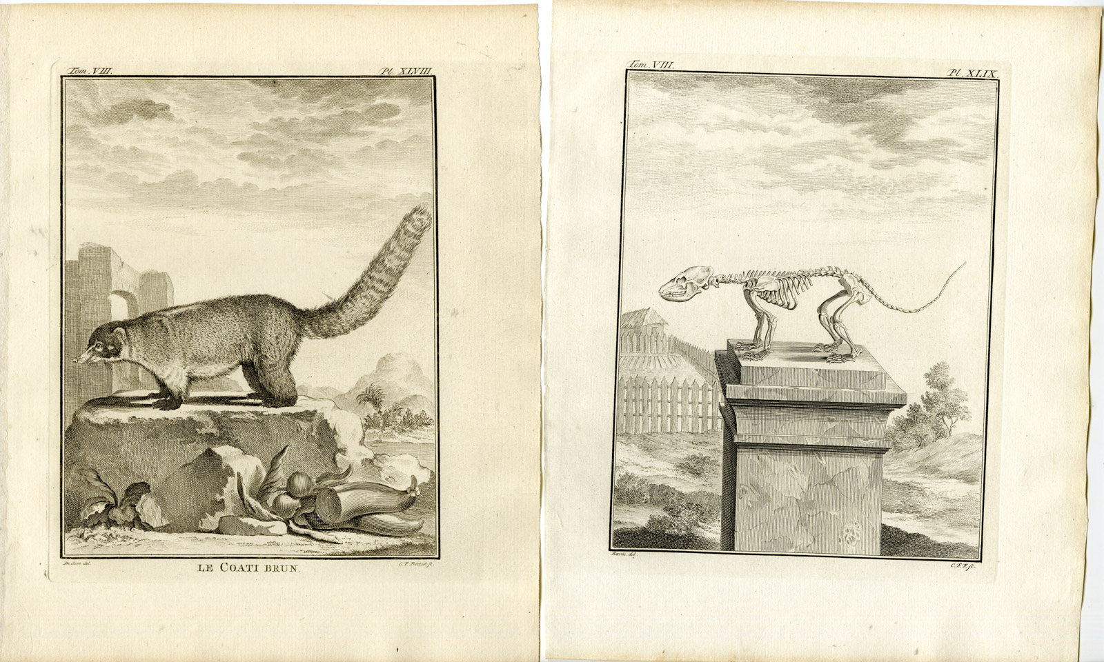 , 2 Antique Prints-WHITE NOSED COATI-NASUA NARICA-SKELETON-P.48-Fritsch-Buffon-1776, Pictura Antique Prints