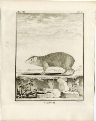 5 Antique Prints-AGOUTI-ANATOMY-ORGANS-SKELETON-PL.50-54-Fritsch-Buffon-1776