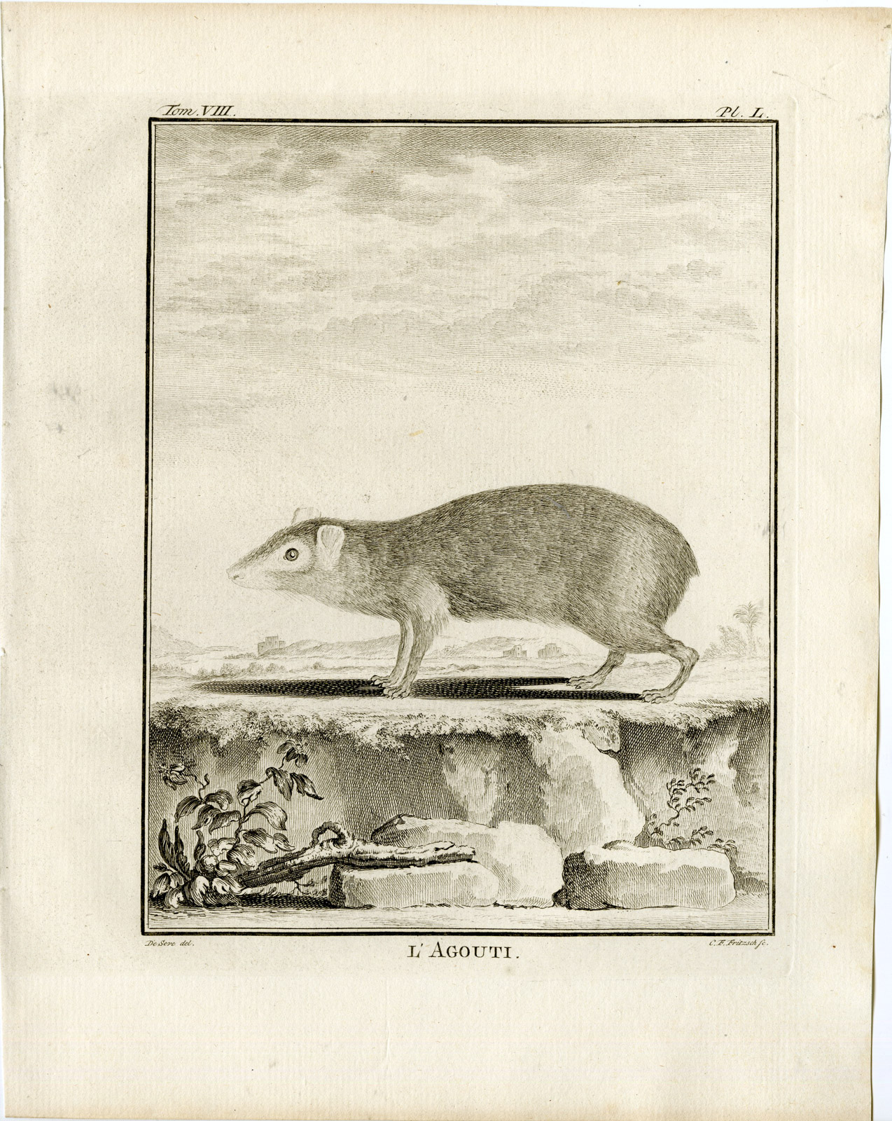 , 5 Antique Prints-AGOUTI-ANATOMY-ORGANS-SKELETON-PL.50-54-Fritsch-Buffon-1776, Pictura Antique Prints