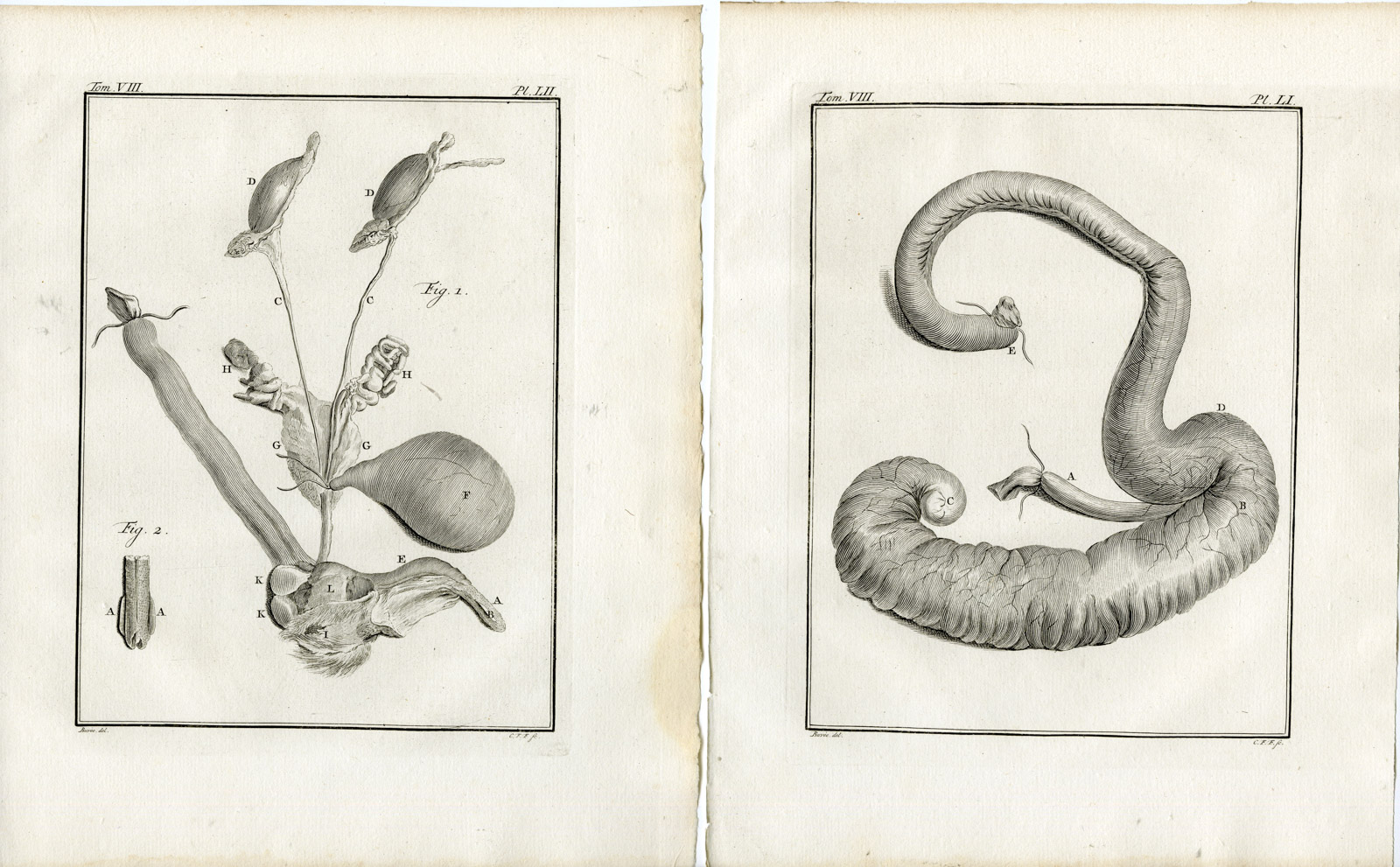 , 5 Antique Prints-AGOUTI-ANATOMY-ORGANS-SKELETON-PL.50-54-Fritsch-Buffon-1776, Pictura Antique Prints
