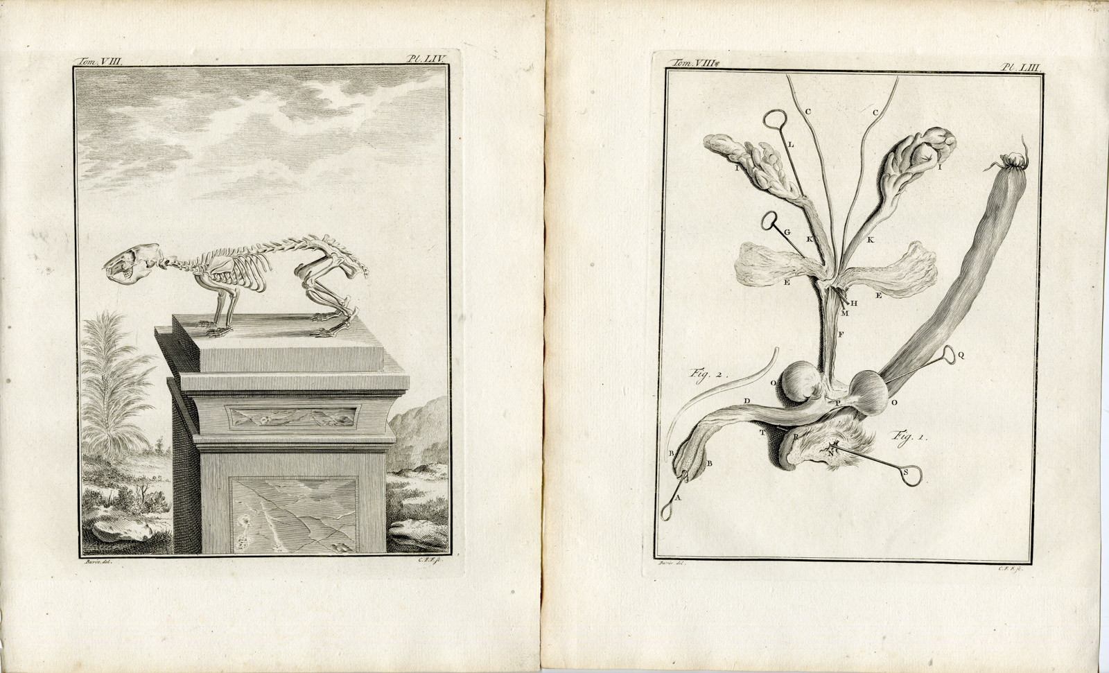 , 5 Antique Prints-AGOUTI-ANATOMY-ORGANS-SKELETON-PL.50-54-Fritsch-Buffon-1776, Pictura Antique Prints