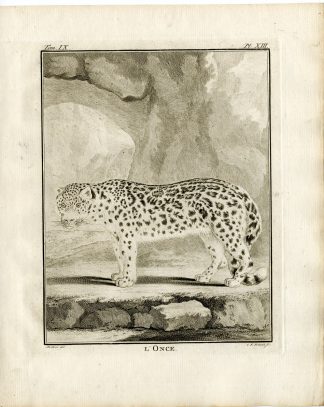 Antique Print-SNOW LEOPARD-PANTHERA UNCIA-OUNCE-P.13-Fritsch-Buffon-1777