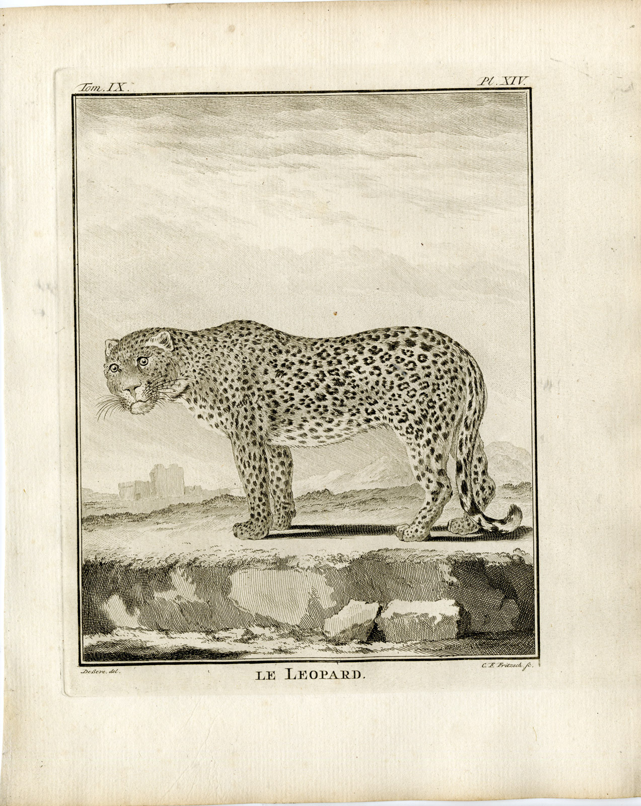 Pco 19389 416x523 3 Antique Prints-PANTHERA PARDUS-LEOPARD-ANATOMY-P.14-16-Fritsch-Buffon-1777