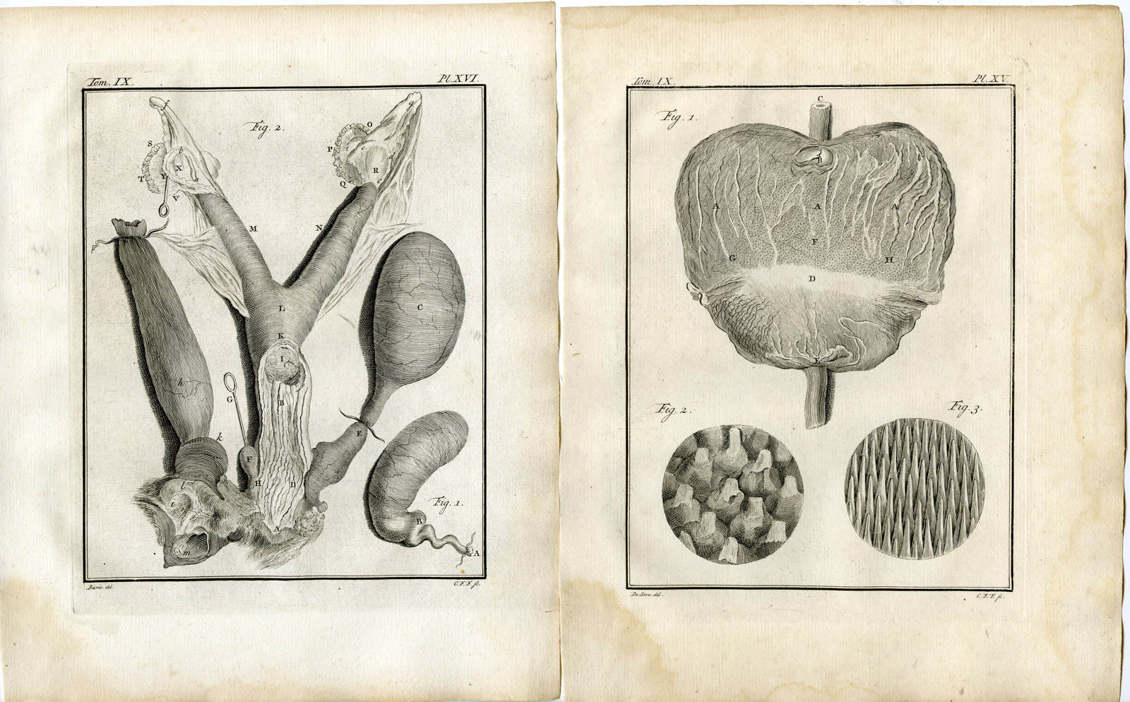Pco 19390 416x258 3 Antique Prints-PANTHERA PARDUS-LEOPARD-ANATOMY-P.14-16-Fritsch-Buffon-1777 - Image 2