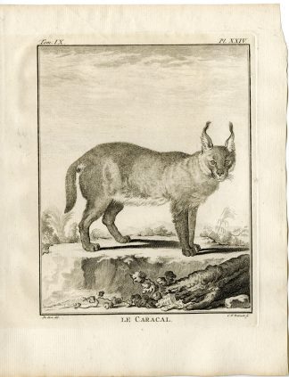3 Antique Prints-CARACAL-P.24-Fritsch-Buffon-1777