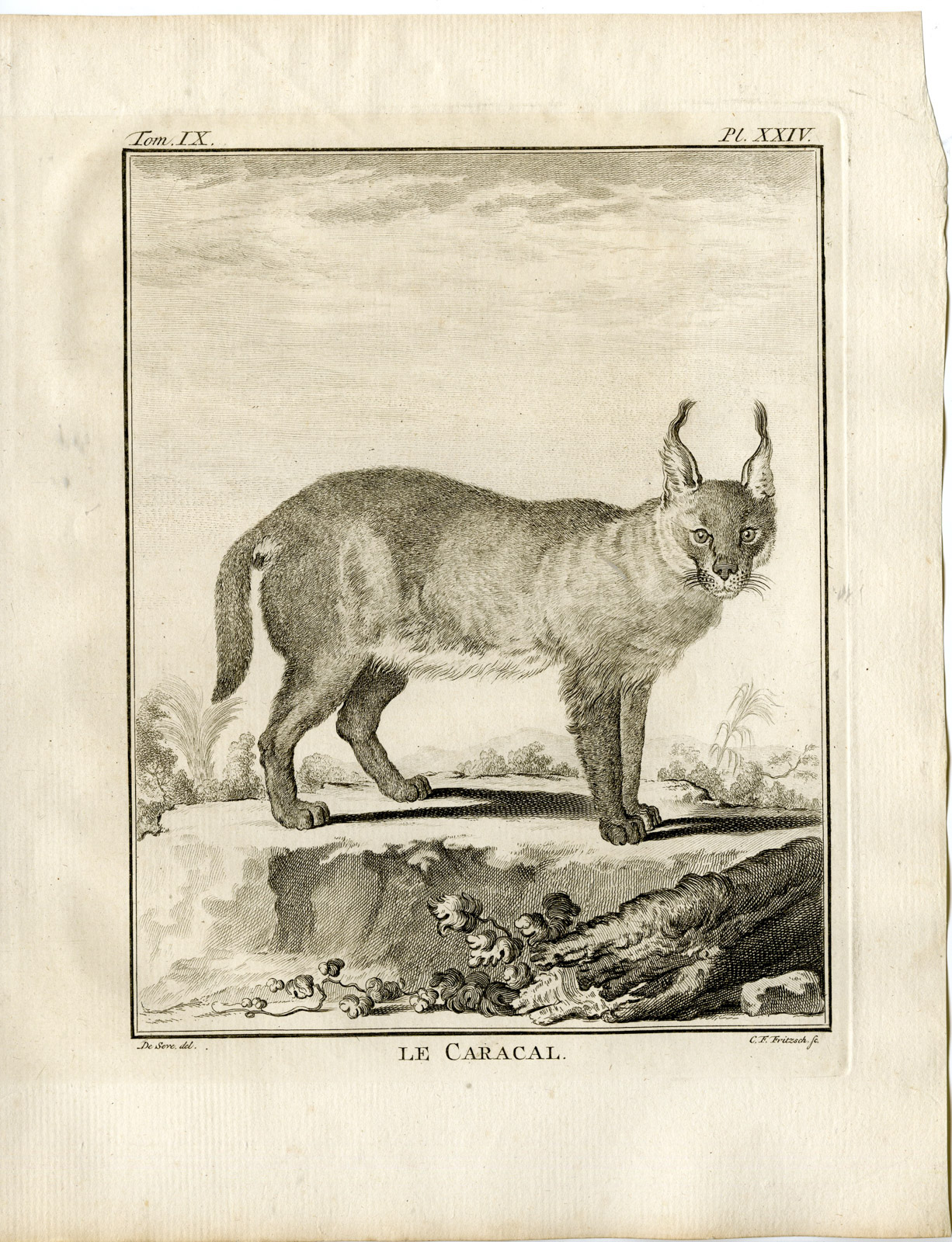 , 3 Antique Prints-CARACAL-P.24-Fritsch-Buffon-1777, Pictura Antique Prints