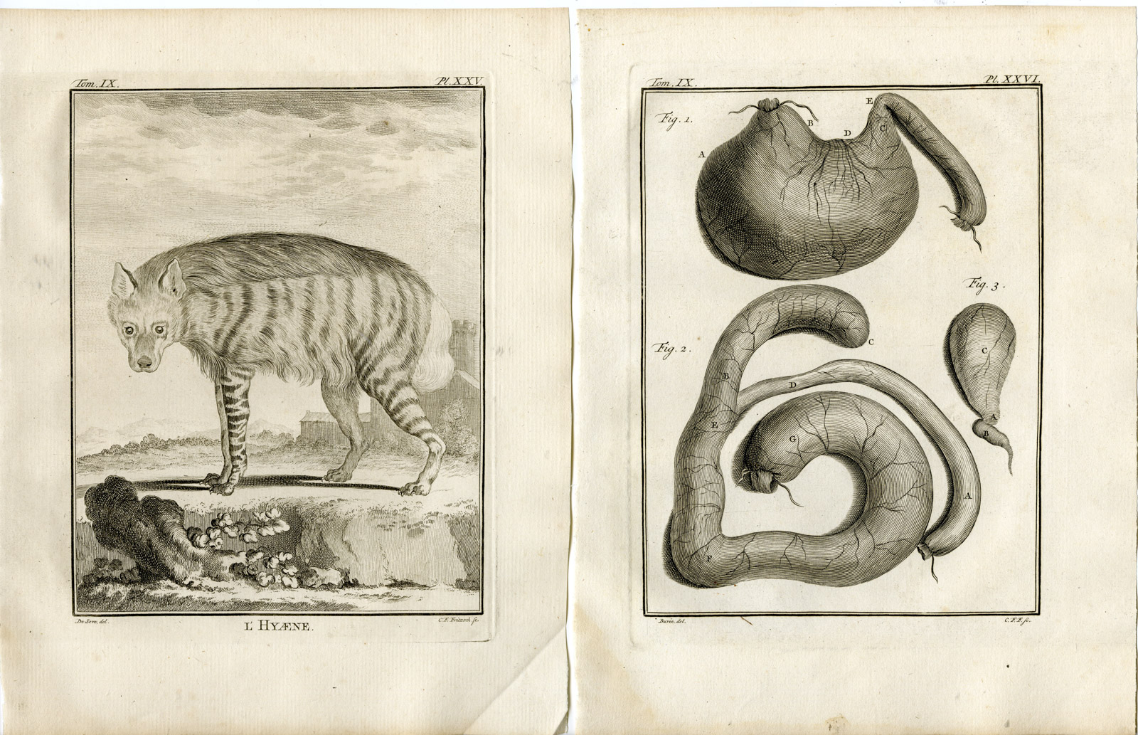 , 6 Antique Prints-STRIPED HYENA-HYAENA-ANATOMY-P.25-30-Fritsch-Buffon-1777, Pictura Antique Prints