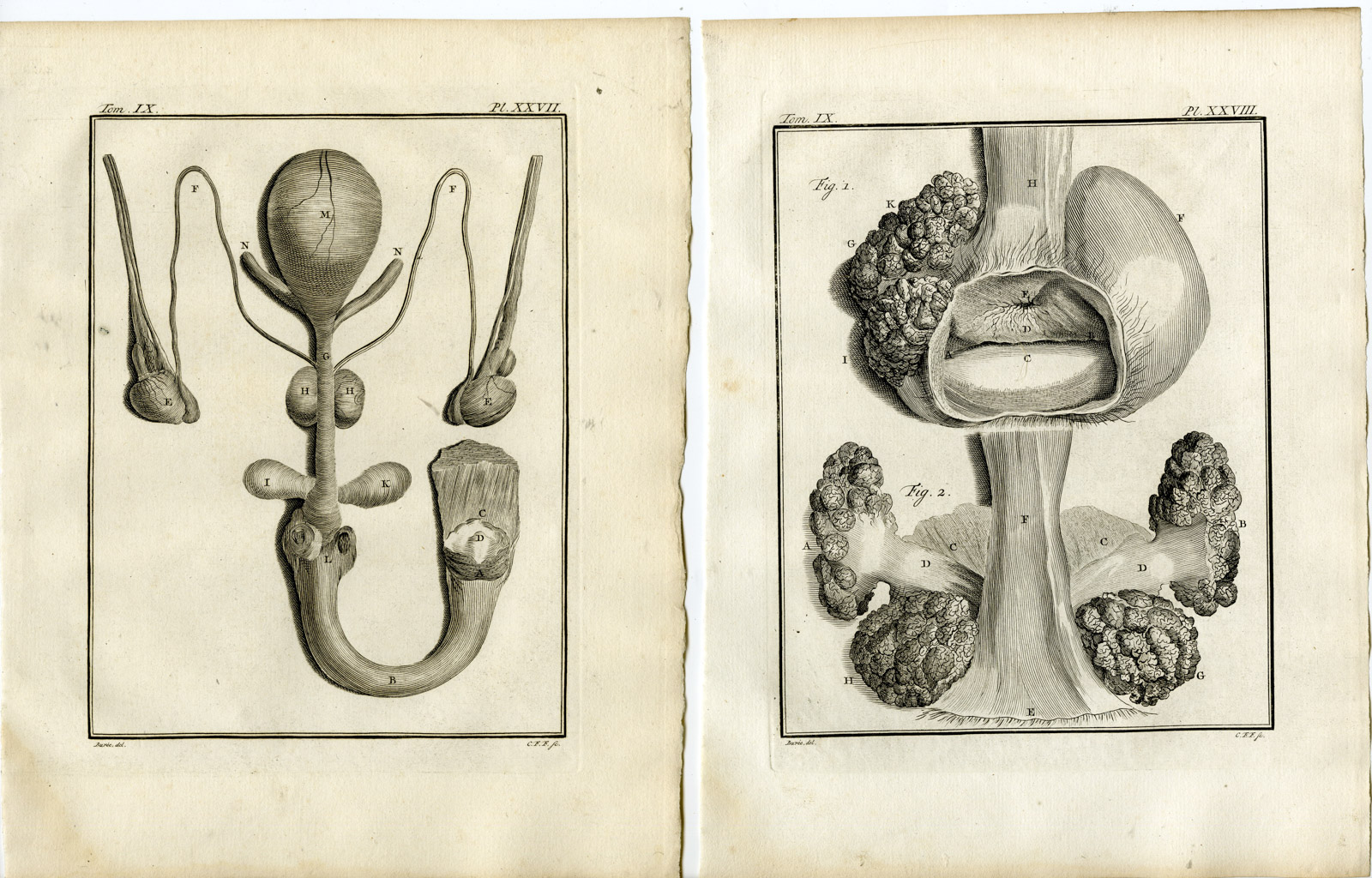 , 6 Antique Prints-STRIPED HYENA-HYAENA-ANATOMY-P.25-30-Fritsch-Buffon-1777, Pictura Antique Prints