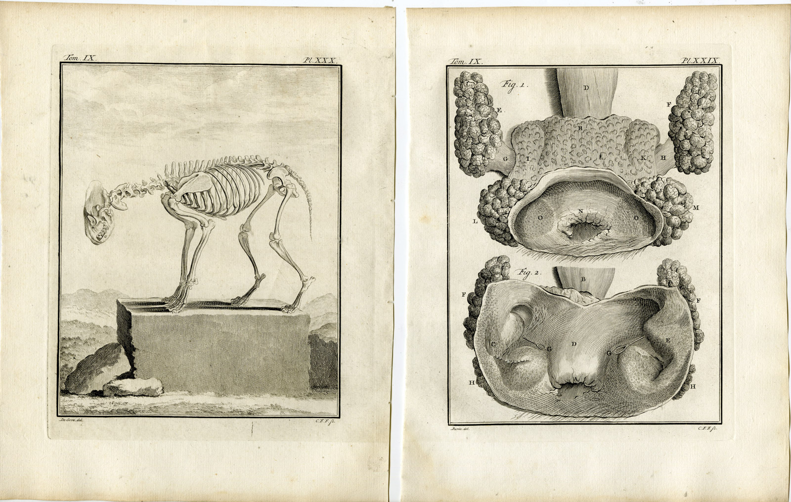 , 6 Antique Prints-STRIPED HYENA-HYAENA-ANATOMY-P.25-30-Fritsch-Buffon-1777, Pictura Antique Prints