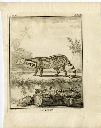 3 Antique Prints-LARGE INDIAN CIVET-VIVERRA ZIBETHA-P.31-33-Fritsch-Buffon-1777