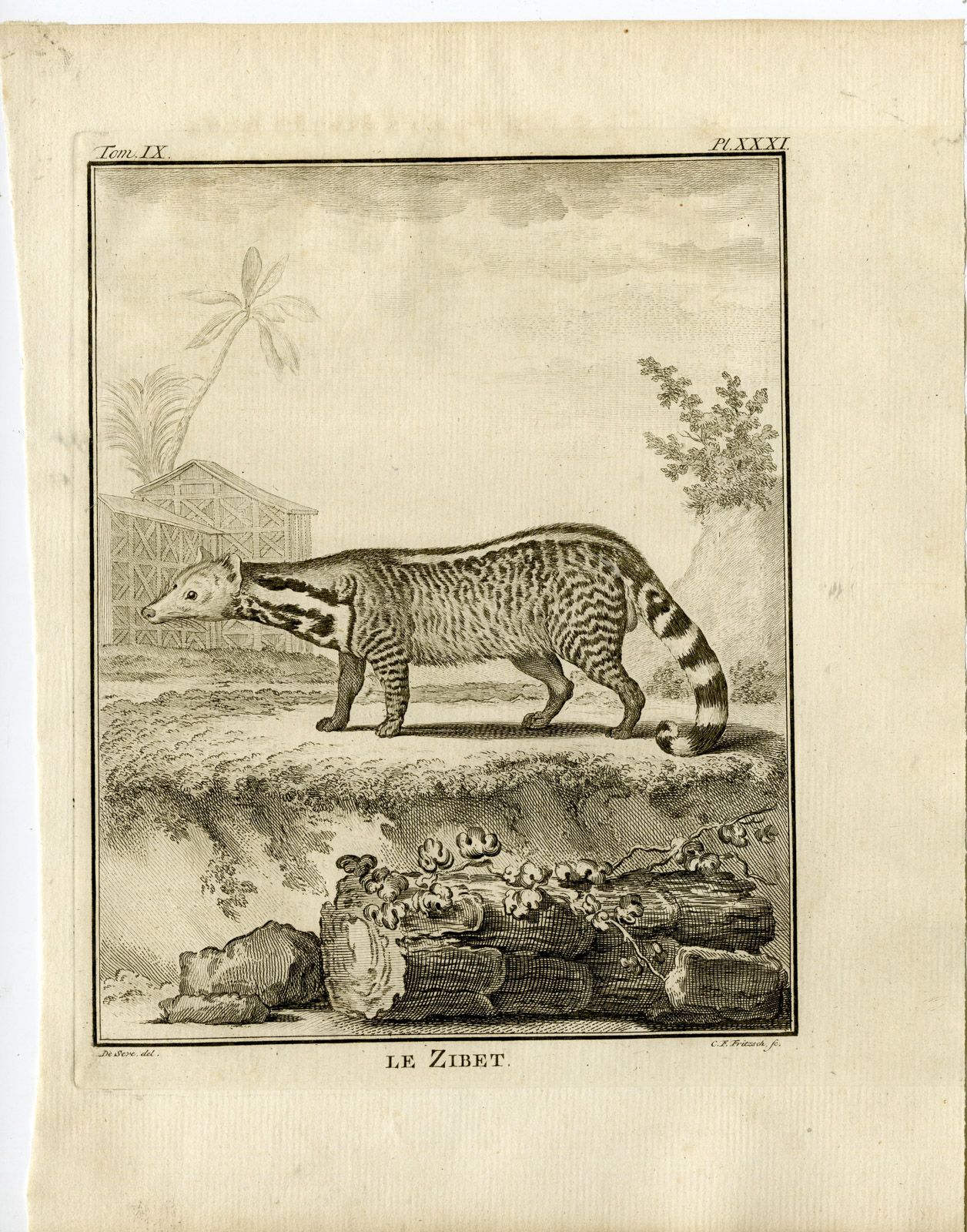 , 3 Antique Prints-LARGE INDIAN CIVET-VIVERRA ZIBETHA-P.31-33-Fritsch-Buffon-1777, Pictura Antique Prints