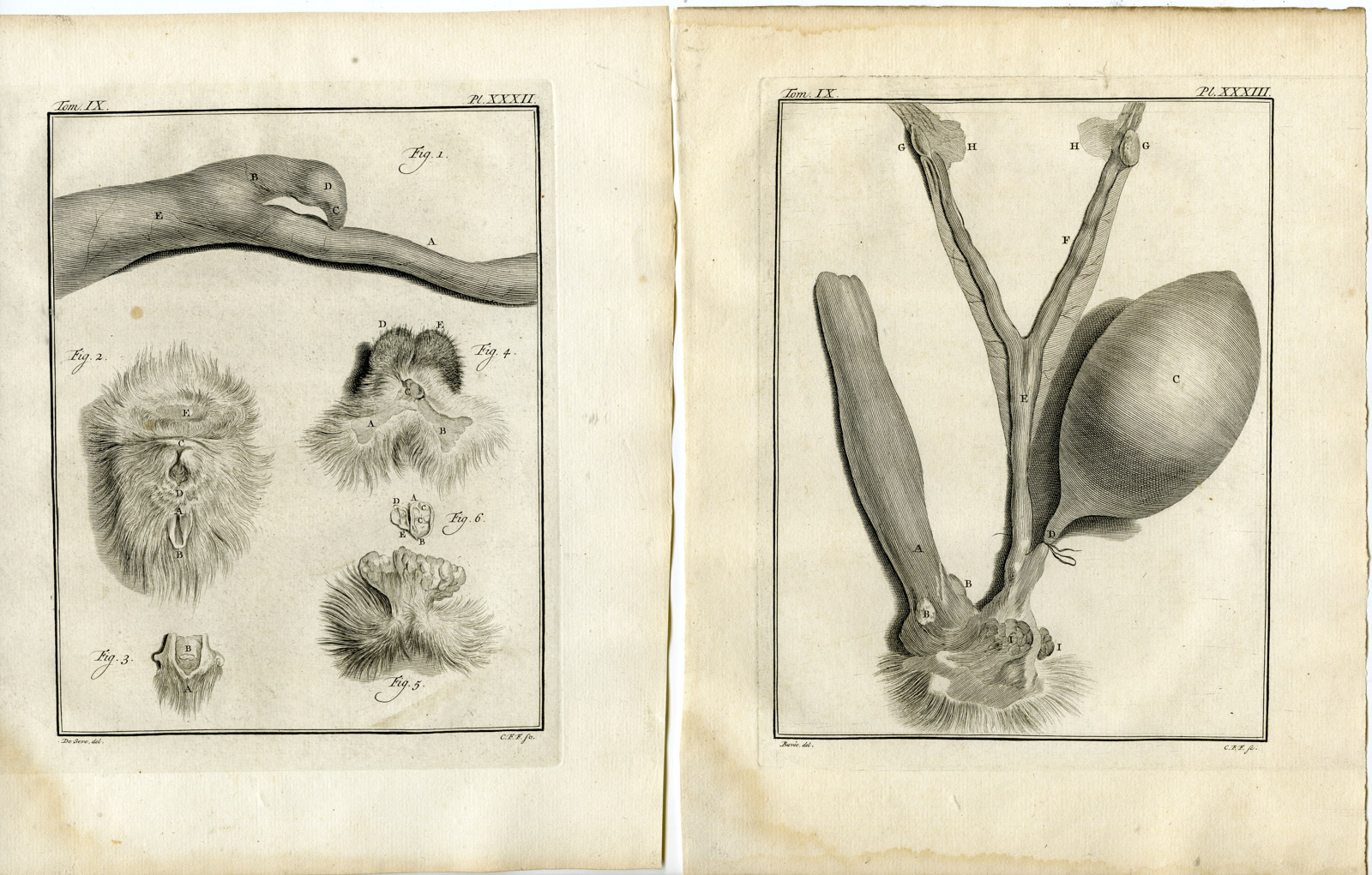 , 3 Antique Prints-LARGE INDIAN CIVET-VIVERRA ZIBETHA-P.31-33-Fritsch-Buffon-1777, Pictura Antique Prints