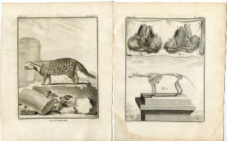 2 Antique Prints-AFRICAN CIVET-CIVETTICTIS CIVETTA-P.34-35-Fritsch-Buffon-1777