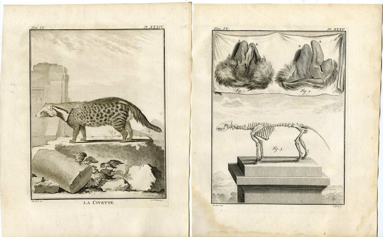 , 2 Antique Prints-AFRICAN CIVET-CIVETTICTIS CIVETTA-P.34-35-Fritsch-Buffon-1777, Pictura Antique Prints