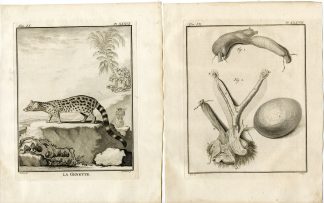 5 Antique Prints-COMMON GENET-GENETTA-ANATOMY-P.36-40-Fritsch-Buffon-1777