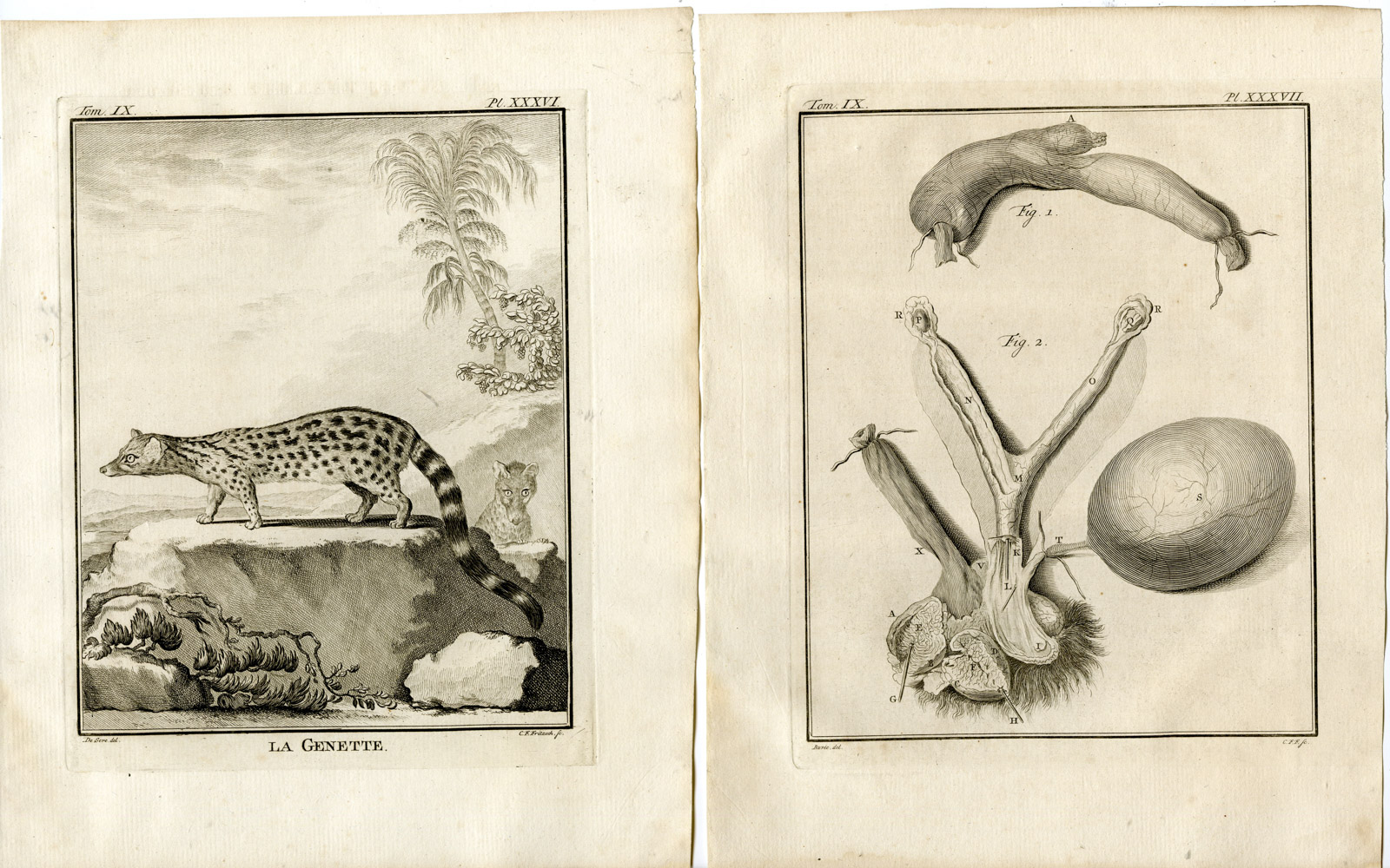 , 5 Antique Prints-COMMON GENET-GENETTA-ANATOMY-P.36-40-Fritsch-Buffon-1777, Pictura Antique Prints