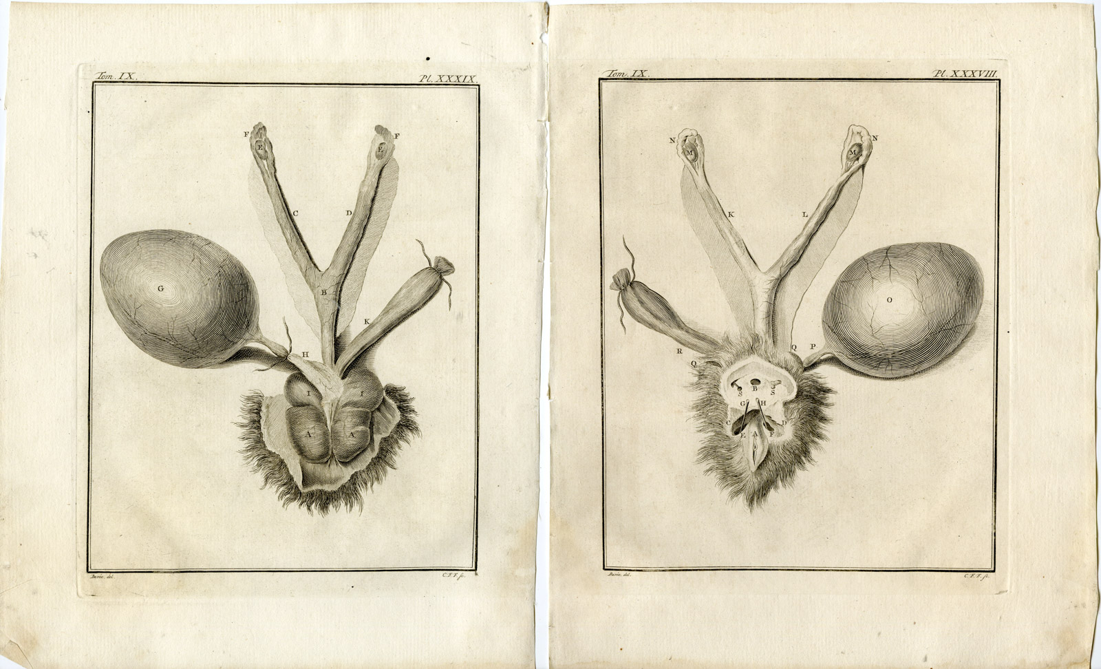 , 5 Antique Prints-COMMON GENET-GENETTA-ANATOMY-P.36-40-Fritsch-Buffon-1777, Pictura Antique Prints