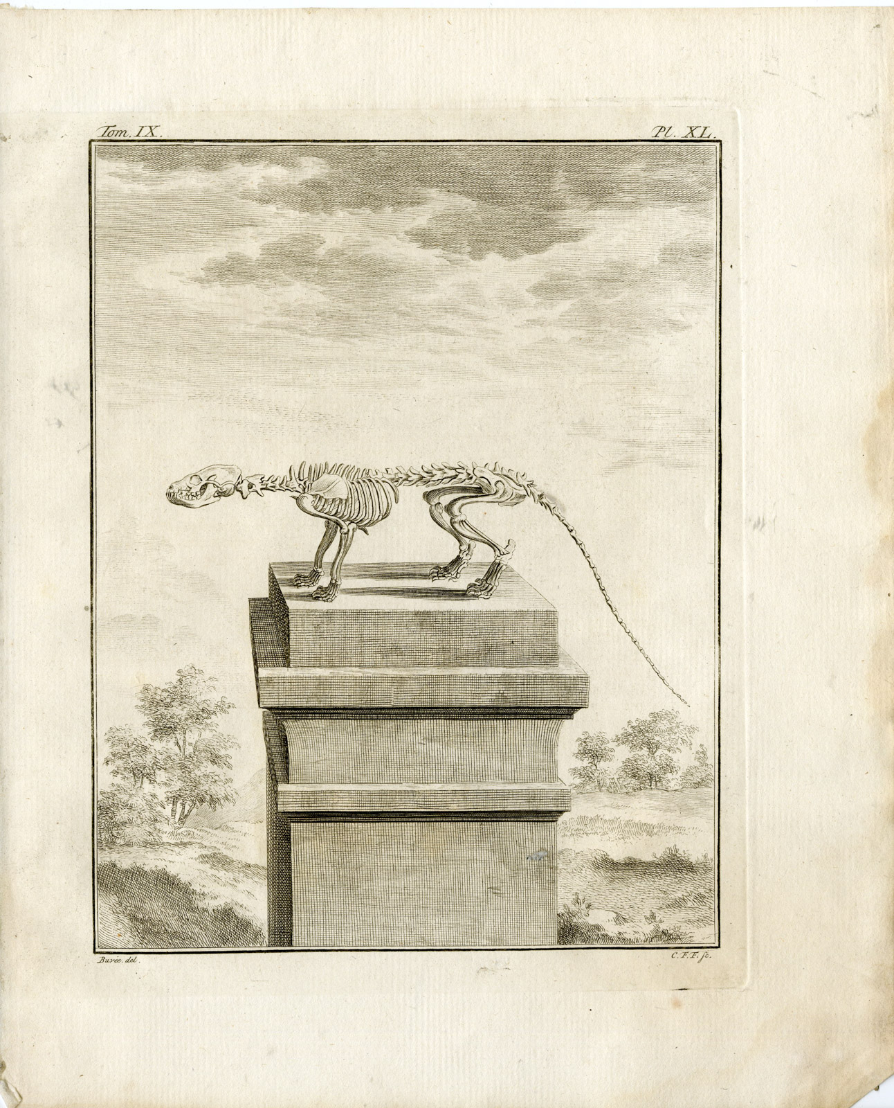, 5 Antique Prints-COMMON GENET-GENETTA-ANATOMY-P.36-40-Fritsch-Buffon-1777, Pictura Antique Prints