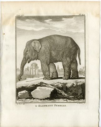 8 Antique Prints-ASIAN ELEPHANT-ELEPHAS MAXIMUS-P 1-6-Fritsch-Buffon-1779