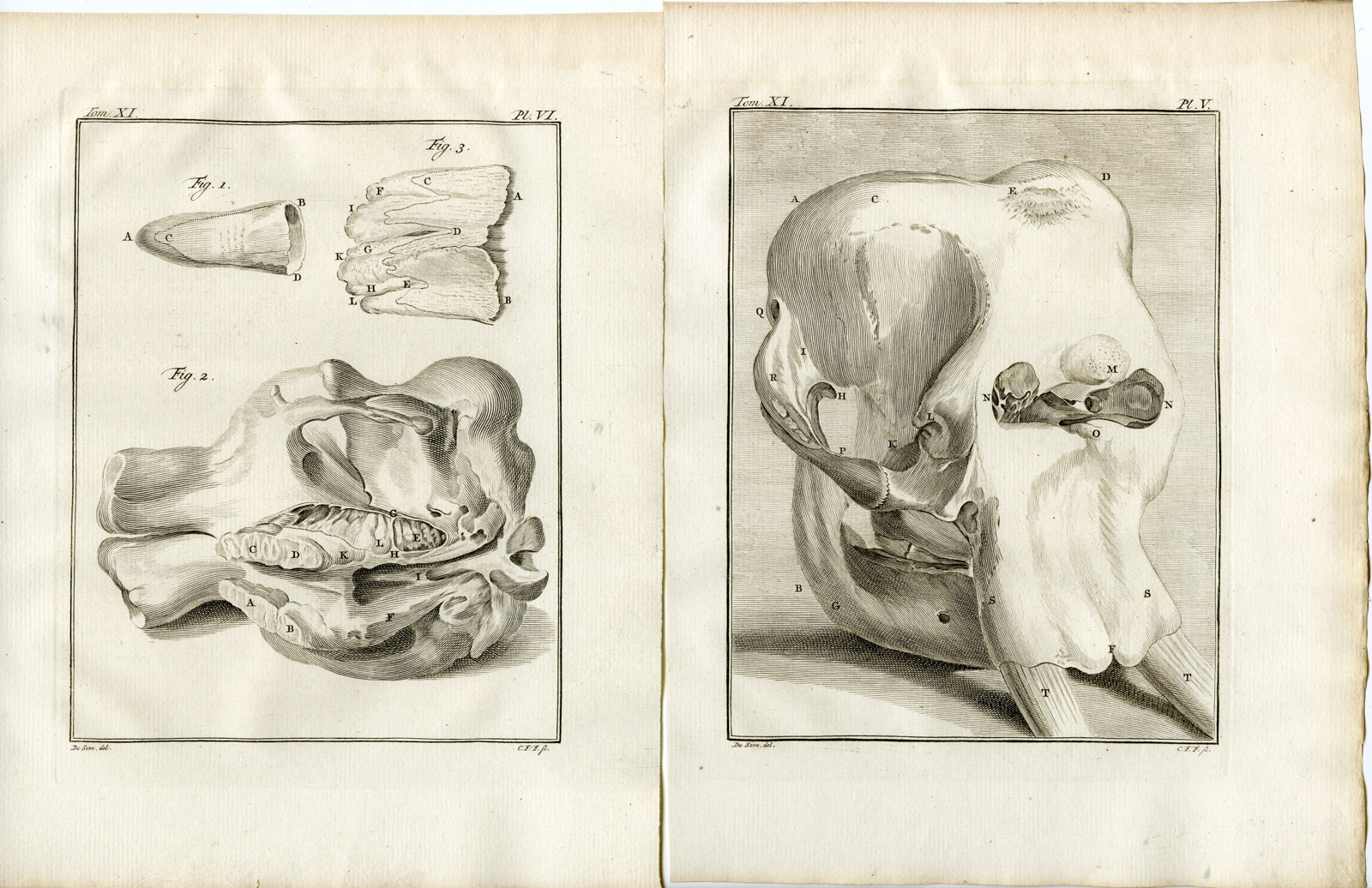 , 8 Antique Prints-ASIAN ELEPHANT-ELEPHAS MAXIMUS-P 1-6-Fritsch-Buffon-1779, Pictura Antique Prints