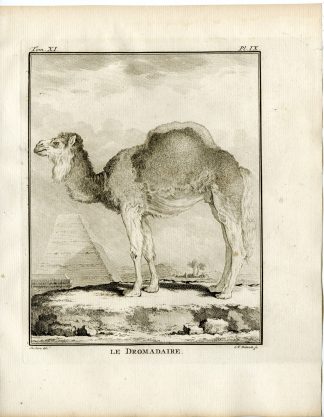 13 Antique Prints-DROMEDARY-CAMELUS DROMEDARIUS-PL. 9-21-Fritsch-Buffon-1779