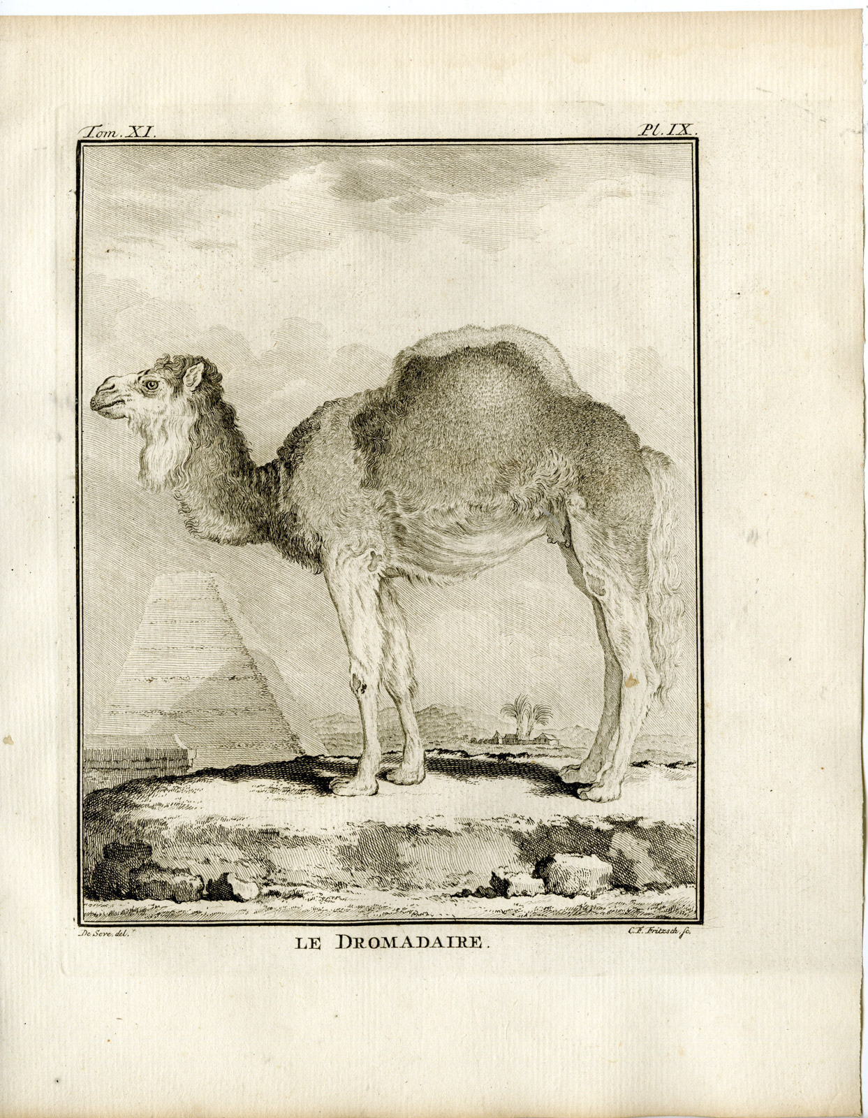 , 13 Antique Prints-DROMEDARY-CAMELUS DROMEDARIUS-PL. 9-21-Fritsch-Buffon-1779, Pictura Antique Prints