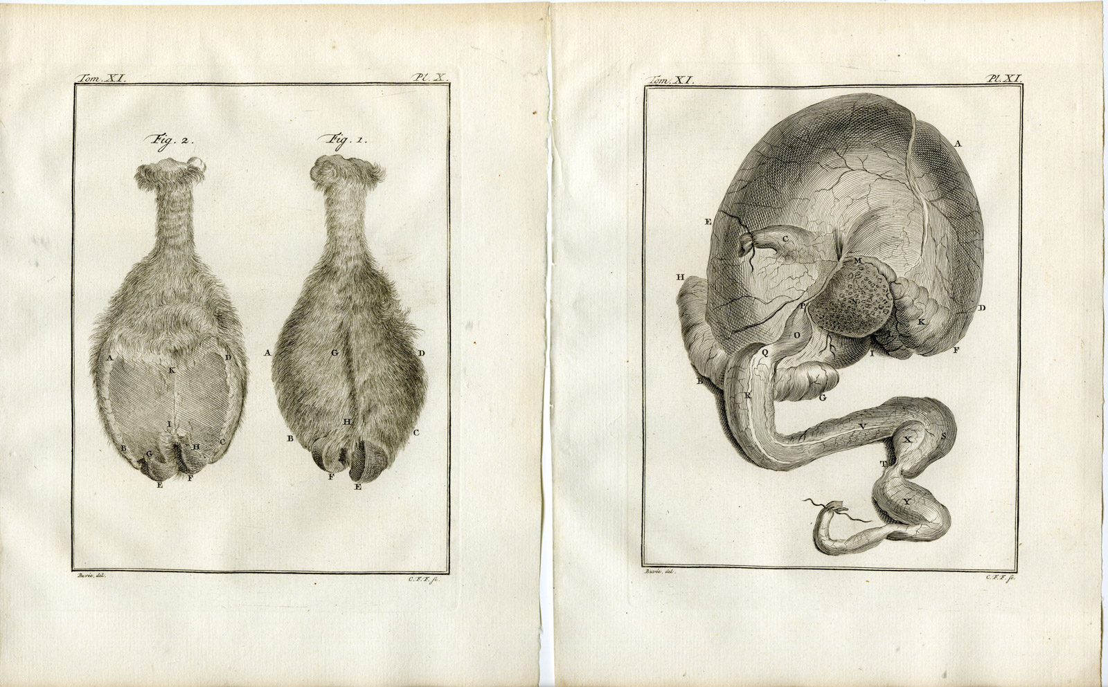 , 13 Antique Prints-DROMEDARY-CAMELUS DROMEDARIUS-PL. 9-21-Fritsch-Buffon-1779, Pictura Antique Prints