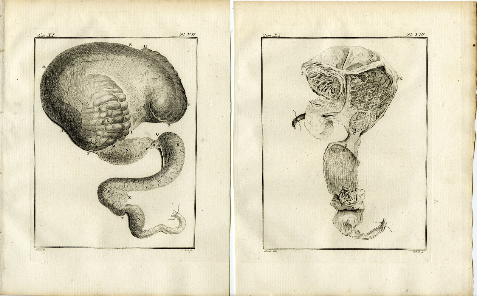 , 13 Antique Prints-DROMEDARY-CAMELUS DROMEDARIUS-PL. 9-21-Fritsch-Buffon-1779, Pictura Antique Prints