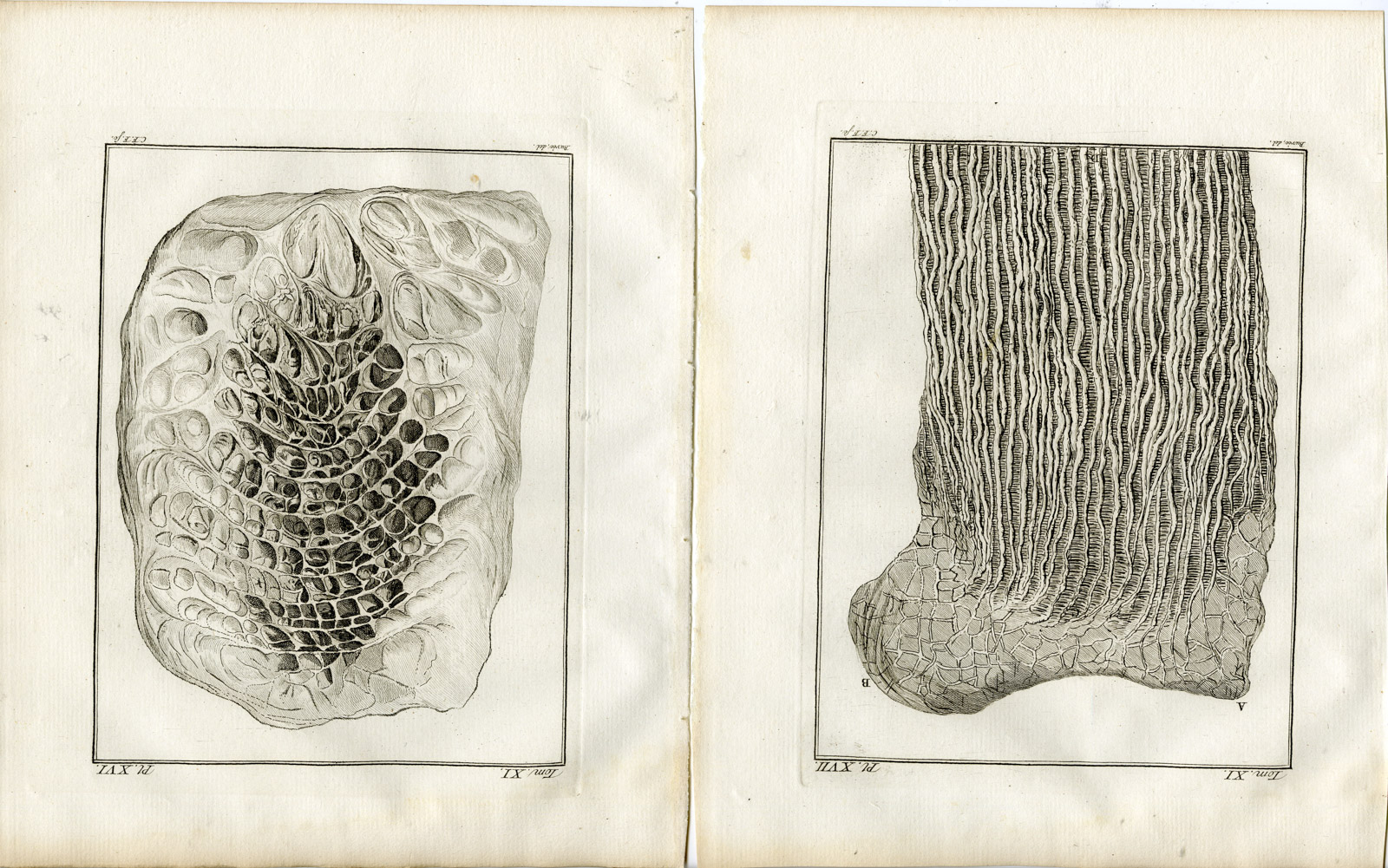 , 13 Antique Prints-DROMEDARY-CAMELUS DROMEDARIUS-PL. 9-21-Fritsch-Buffon-1779, Pictura Antique Prints