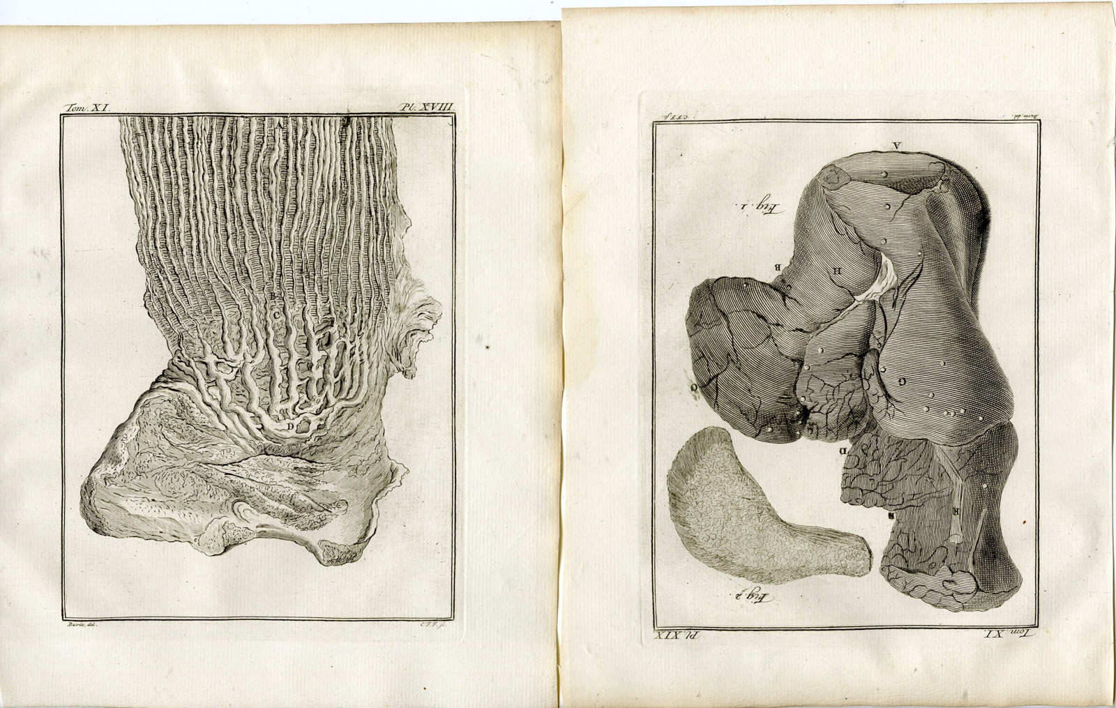 , 13 Antique Prints-DROMEDARY-CAMELUS DROMEDARIUS-PL. 9-21-Fritsch-Buffon-1779, Pictura Antique Prints